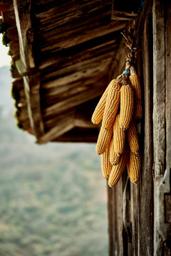 Organic corn in an Asturian traditional Horreo on autumn