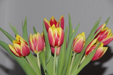 Tulpenstrauß