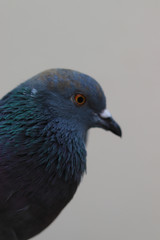 Close up head shot of beautiful pigeon bird, Pigeon close up on blue background
