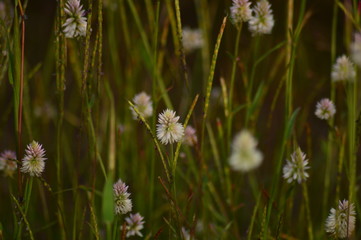 wild flowers in the grass close up shot with blurred background