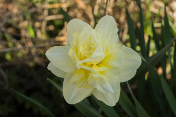 Narcissus flower in the garden, ornamental flowerbed plant. Photo in the natural environment.