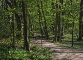 path in the forest