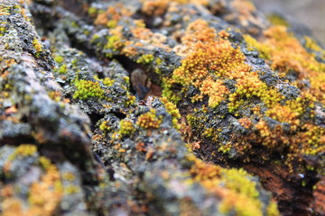 tree bark texture, moss growing in forest