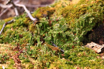 tree bark texture, moss growing in forest