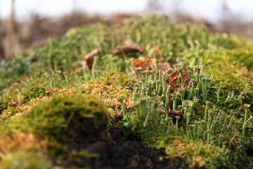 tree bark texture, moss growing in forest