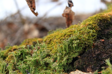 tree bark texture, moss growing in forest
