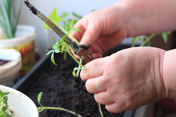 a woman transplants tomato seedlings into pots