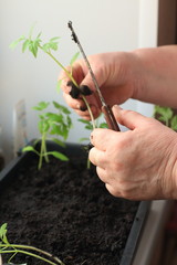 a woman transplants tomato seedlings into pots