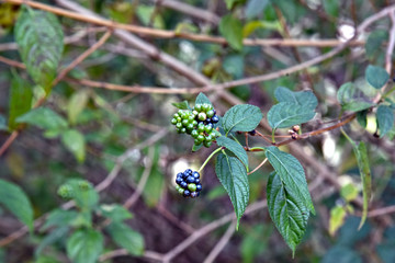 wild Berries in himachal