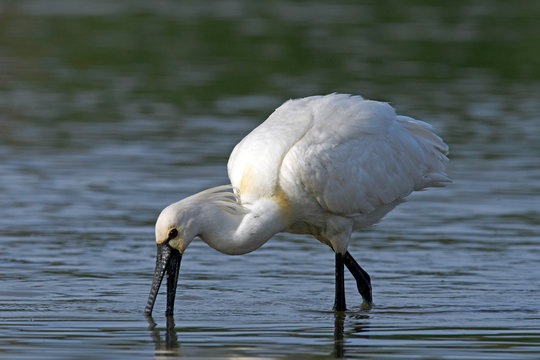 Eurasian spoonbill / L&ouml;ffler (Platalea leucorodia)