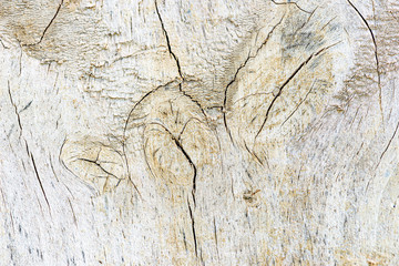 Cut of a log of wood
