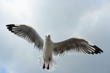 seagulls flying in a sky 