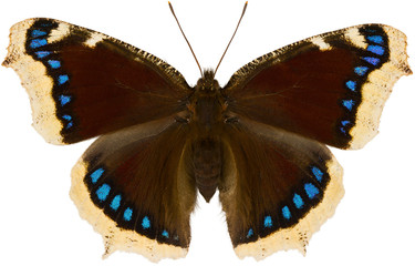 Nymphalis antiopa butterfly, known as the mourning cloak or Camberwell beauty is a species of nymphalid butterfly. Isolated butterfly on white background, dorsal view.
