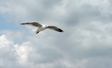seagulls flying in a sky as a background