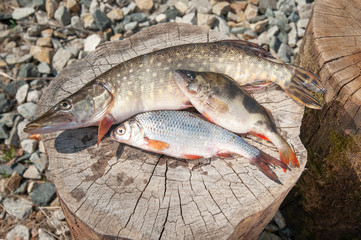 on a tree stump lies a fishing catch three fish pike, perch,
roach On the street