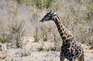 giraffe in the savannah