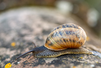 Detail of a Snail