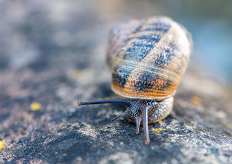 Detail of a Snail