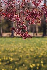 autumn in the park