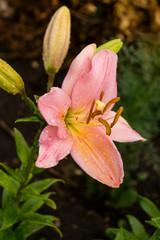 Fototapeta premium Lily, flower in the garden, ornamental flowerbed. Photo in the natural environment.