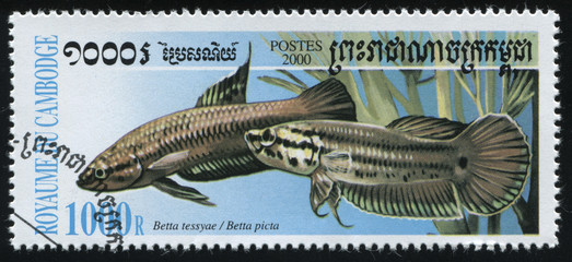postage stamp with fish