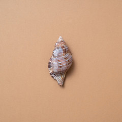 Different seashells on a ochre color background , the concept of holidays by the sea.