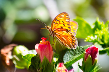 butterfly on flower