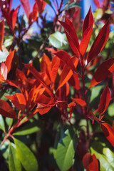 Bush with bright red and green leaves close up, sunny, day light, natural colors