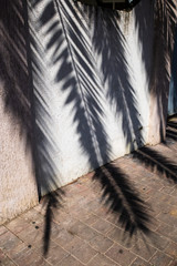 Dark shadow of a palm branch on a white concrete fence, street photography, concept art 