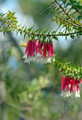 Pink, red and white bell-shaped flowers of the Australian Fuchsia Heath, Epacris longiflora, family...