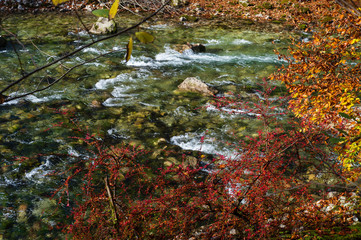 Autumn red barberry bush and yellow beech twig near alpine rapid river