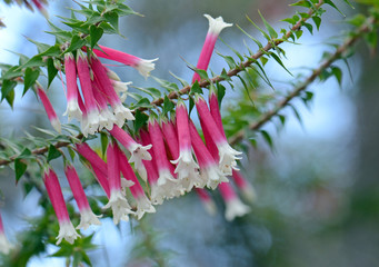 Pink, red and white bell-shaped flowers of the Australian Fuchsia Heath, Epacris longiflora, family...