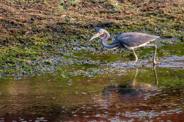Tricolored Heron