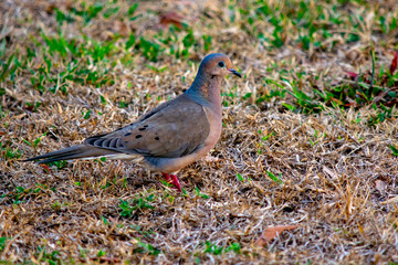Mourning Dove