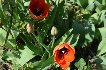 tulpe