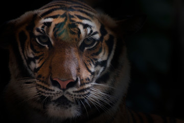 Close up of  a bengal tiger.