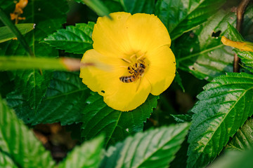Yellow Flower with bee