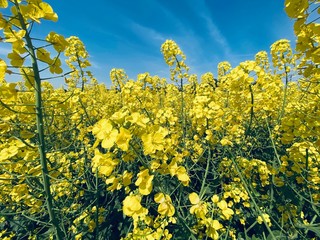 Fototapeta premium yellow rape field