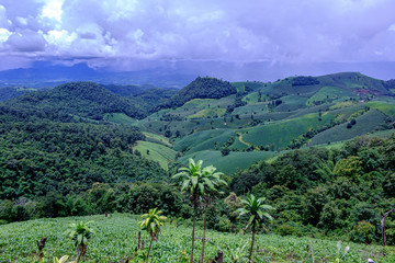 Forest during the rainy season on the mountains of northern Thailand