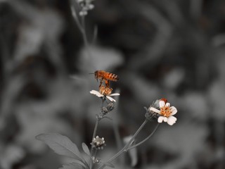 Bee standing on orange and white flower trying to get pollen with on a black and grey background