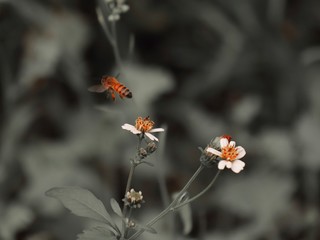 Bee standing on orange and white flower trying to get pollen with on a black and grey background