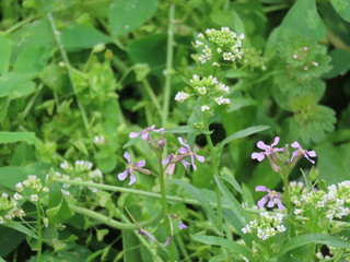 wild flowers in a garden