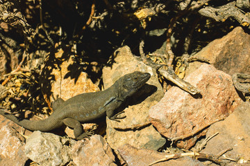 Eidechse im Teide Nationalpark, Teneriffa, Spanien