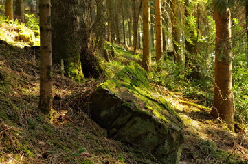 Out and about in the Black Forest