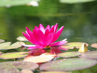 水面に浮かぶスイレン