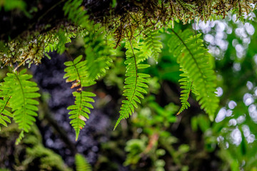 Forest during the rainy season on the mountains of northern Thailand