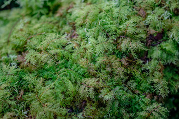 Forest during the rainy season on the mountains of northern Thailand