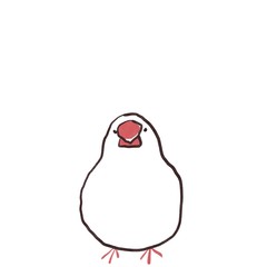 正面を向いて座ったおもち状態の文鳥（白文鳥）