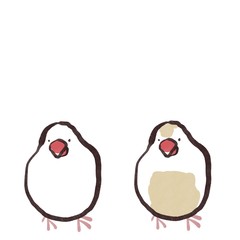 正面を向いた白文鳥とクリーム文鳥　セット