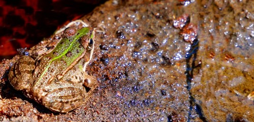 Frosch im Tümpel Nahaufnahme